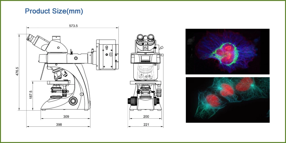 Microscope Slide 7105 Binocular Fluorescence Microscope Filters for Microscope Display