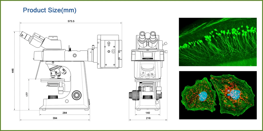 Peak Microscope Trinocular Fluorescence Microscope with Digital Camerafor Microscope LED Light