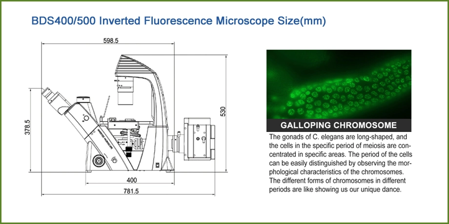 Microscope Bulb Arm Stand Inverted Fluorescence Microscope Price